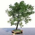 Lush Arbor With Green Foliage Brown Trunk On Circular Golden Edge Base