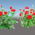 Two Bouquets Of Red Roses With Vibrant Green Leaves And Fresh Stems
