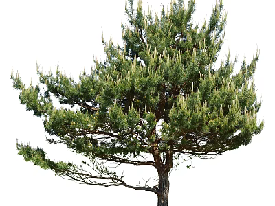 Lush Green Pine Tree with Dense Foliage and Strong Trunk in Natural Growth 3d model