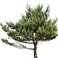 Lush Green Pine Tree with Dense Foliage and Strong Trunk in Natural Growth
