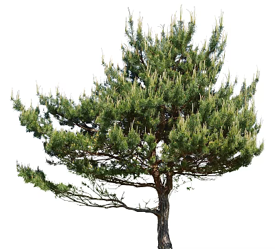 Lush Green Pine Tree with Dense Foliage and Strong Trunk in Natural Growth 3d model