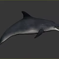 Realistic 3D Dolphin Model in Leaping Pose With Open Mouth Shiny Skin on Dark Background