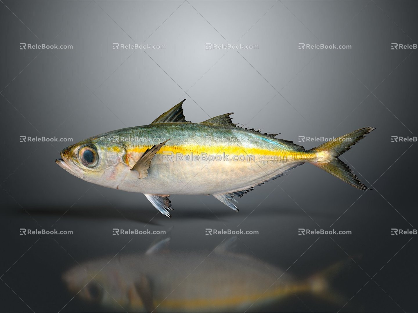 Catfish Carp Sturgeon Bass Freshwater Fish Various Carp Grass Carp Crucian Carp 3d model