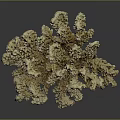 Branching Coral Structure Formed By Aquatic Animals With Brown Textured Appearance