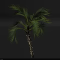 Tropical Palm Tree With Green Fronds And Textured Trunk Isolated On Gradient Background