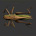 Green and Yellow Grasshopper with Long Antennae and Legs on Dark Background