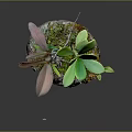 Small Plant With Green And Brown Leaves In Bark Like Spherical Pot On Gray Background