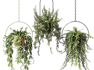 Three Hanging Basket Plants with Trailing Leaves Hung on Chains Against White Background 3d model