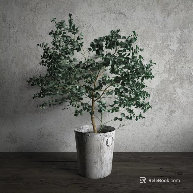 Bonsai Plant With Green Leaves In Gray Concrete Pot Against Gray Wall On Wooden Tabletop 3d model 
