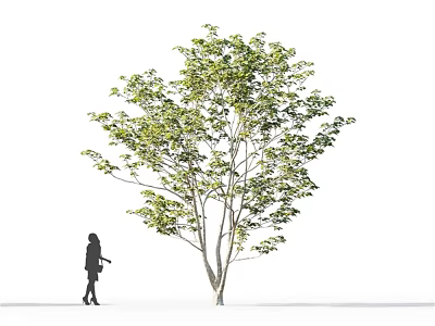 Tall Deciduous Arbor With Lush Green Foliage And Person Walking Beside 3d model