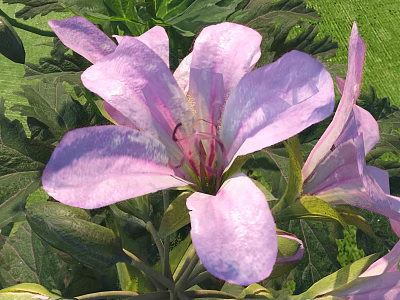 Beautiful Bush With Vibrant Pink Flowers And Lush Green Leaves 3d model