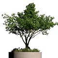 Lush Green Bonsai Plant In Round Pot With Stones And Grass Decoration