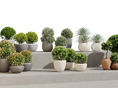 Various Bonsai Potted Plants In Ceramic And Concrete Planters Arranged On Steps For Home Decor 3d model
