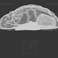 Detailed Human Brain 3D Model with Anatomical Structure and Neural Pathway Details 3d model