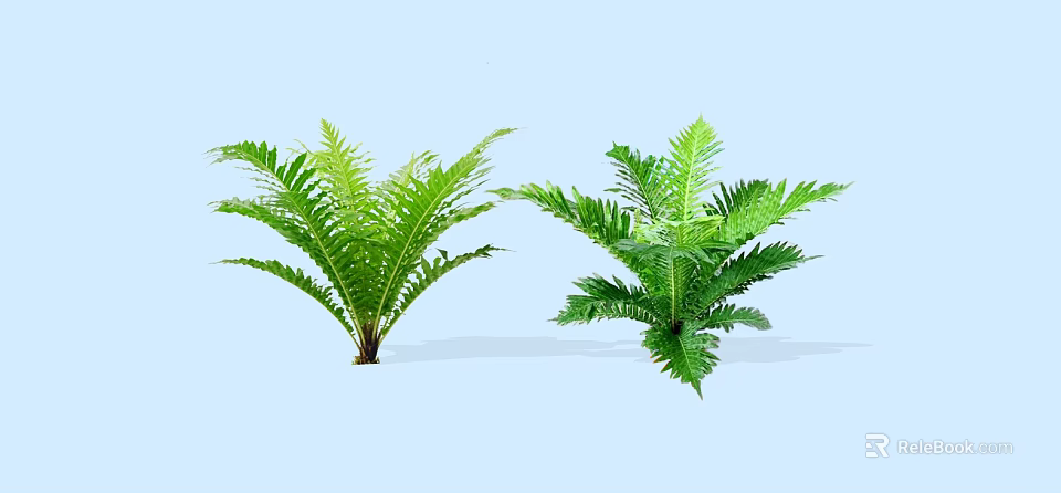 Green Ferns With Lush Feathery Leaves Against Light Blue Background 3d model 
