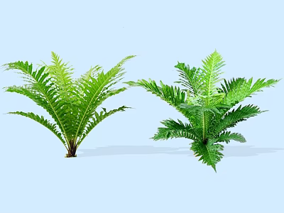 Green Ferns With Lush Feathery Leaves Against Light Blue Background 3d model