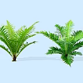 Green Ferns With Lush Feathery Leaves Against Light Blue Background