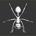 White Ant 3D Model on Black Background with Detailed Reflection 3d model