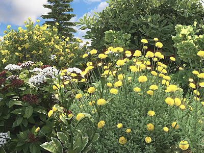 Vibrant Yellow Flowers White Blooms And Lush Green Plants In Outdoor Garden 3d model