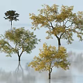 Arbor Trees With Various Shapes Different Leaf Colors And Water Reflections In Light Background 3d model