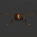Colorful Insect With Red Eyes Black Yellow Body And Transparent Patterned Wings On Shiny Surface