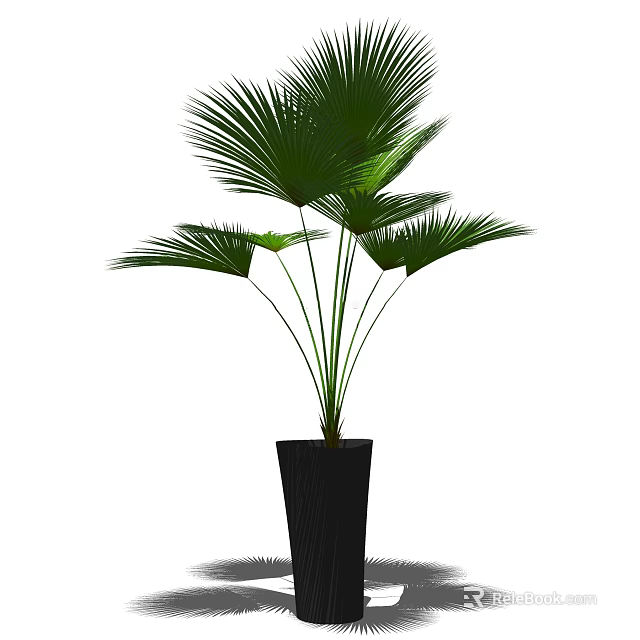 Lush Green Large Leaf Palm Bonsai Potted Plant In Black Ceramic Pot 3d model 