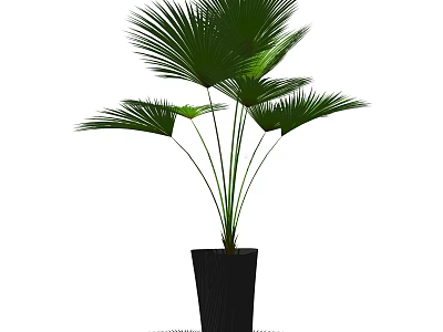 Lush Green Large Leaf Palm Bonsai Potted Plant In Black Ceramic Pot 3d model
