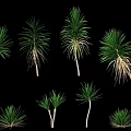 Green Plants In Various Forms With Different Heights And Green Leaves On Black Background
