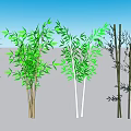 Different Types Of Bamboo Plants With Green Foliage And Varied Heights For Decoration