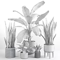 Indoor Lush Green Potted Plants with Various Leafy Types in Decorative Pots