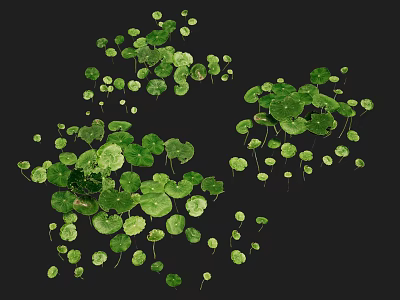 Green Round Shaped Aquatic Plants With Floating Leaves On Black Background 3d model