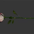 Beautiful Pink and White Rose with Green Stem and Fresh Leaves on Dark Background