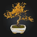 Yellow Leafed Bonsai Plant With Curved Trunk In White Pot With Gold Accents And Moss