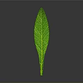 Vibrant Arbor Tree With Shiny Green Leaf And Clear Veins On Gray Background
