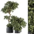 Lush Indoor Bonsai Plant With Artistic Branches And Green Foliage