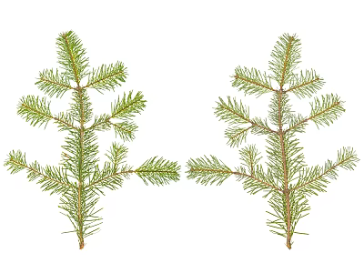 Modern plant branches 3d model