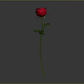 Vibrant Red Rose Flower With Green Stem And Leaves On Gray Background