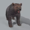 Furry Dark Brown Bear Standing With Open Mouth And Detailed Fur