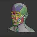 Medical Device Anatomical Head Model With Colorful Facial Muscle Display For Education