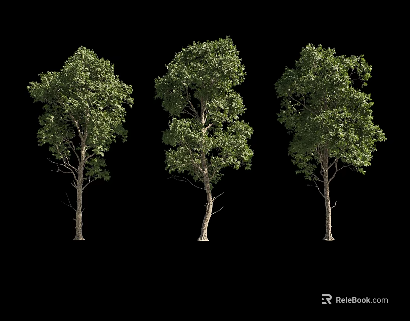 Three Arbor Trees with Slender Trunks and Lush Green Leaves Against Black Background 3d model 