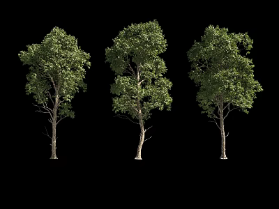 Three Arbor Trees with Slender Trunks and Lush Green Leaves Against Black Background 3d model