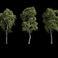 Three Arbor Trees with Slender Trunks and Lush Green Leaves Against Black Background