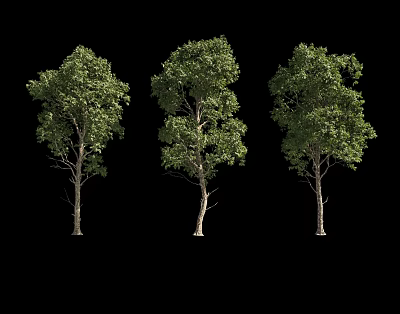 Three Arbor Trees with Slender Trunks and Lush Green Leaves Against Black Background 3d model