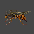 Detailed Wasp Insect With Compound Eyes Antennae And Yellow Black Stripes On Dark Background