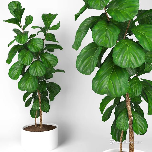 Lush Indoor Potted Plant With Large Green Leaves Brown Trunk And White Pot 3d model 