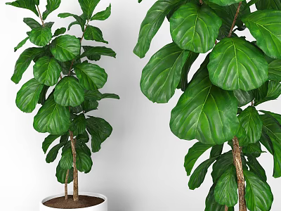 Lush Indoor Potted Plant With Large Green Leaves Brown Trunk And White Pot 3d model