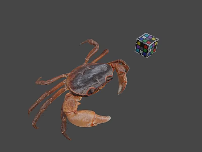 Whole Fresh Seafood Crab With Colorful Rubik's Cube On Gray Surface 3d model