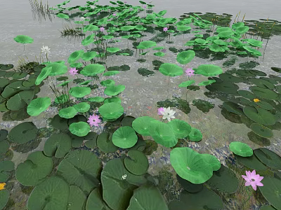 Serene Water Surface Covered With Green Lotus Leaves And Pink White Flowers 3d model