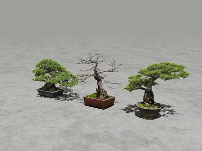 Three Bonsai Plants With Different Shapes And Varied Pots On Gray Floor 3d model