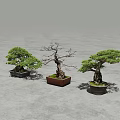 Three Bonsai Plants With Different Shapes And Varied Pots On Gray Floor